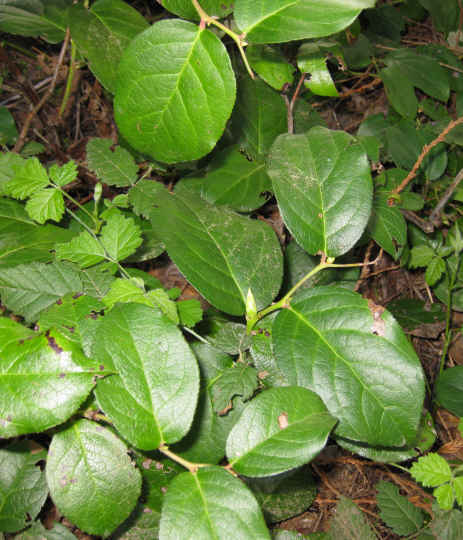 Oregon Grapes are safe for rabbits to eat