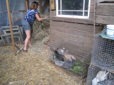 Rabbit Farms Examples Of Rabbitries And Farms Both Urban And Rural