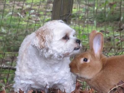 Oscar with our dog, Gipper