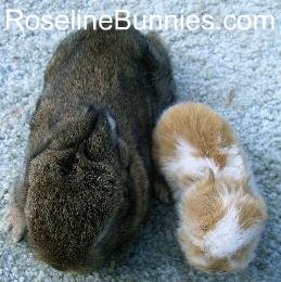 false dwarf rabbit