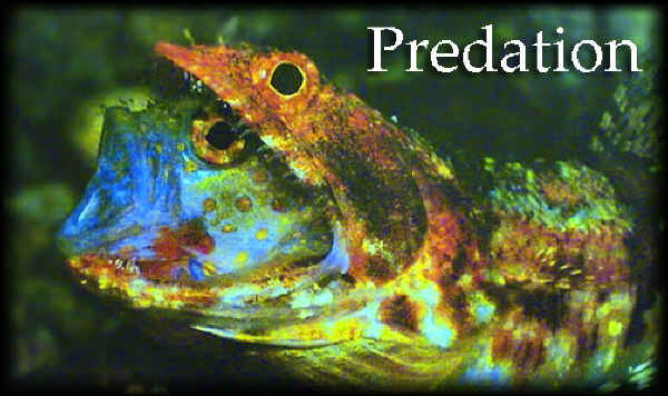 Predation in lizardfish Predation in lizardfish