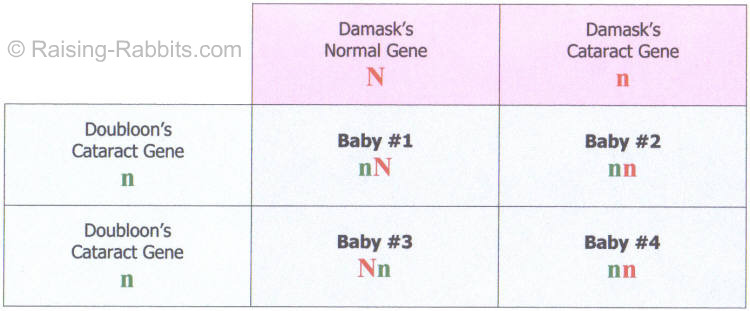Punnett Square of a breeding of Doubloon and Damask done in order to possibly uncover genetic traits Punnett Square of a breeding of Doubloon and Damask done in order to possibly uncover genetic traits