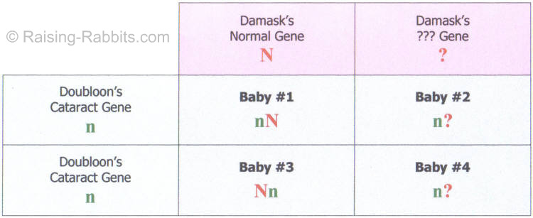 Punnett Square of a test breeding in order to uncover the genetic trait of juvenile cataracts in rabbits Punnett Square of a test breeding in order to uncover the genetic trait of juvenile cataracts in rabbits