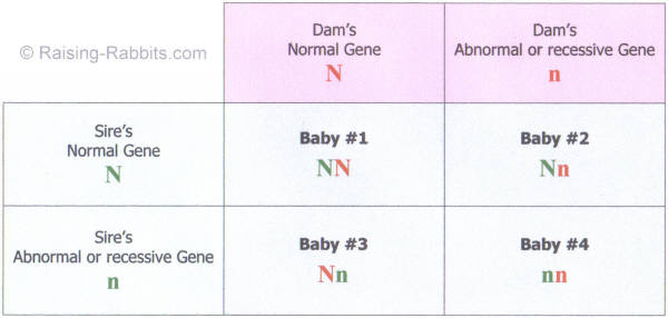Punnett Square of a heterozygous breeding Punnett Square of a heterozygous breeding