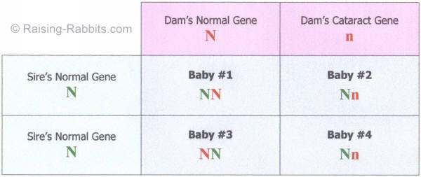 Punnett Square of a breeding of homozygous normal and heterozygous normal rabbits Punnett Square of a breeding of homozygous normal and heterozygous normal rabbits