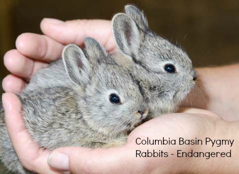 Critically endangered Columbia Basin Pygmy Rabbits