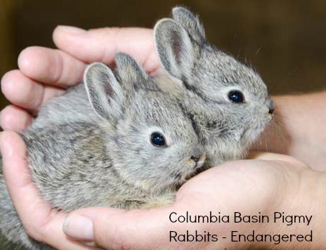 Pygmy rabbits Pygmy rabbits