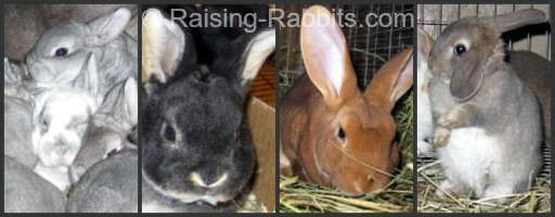 Collage of Rex Rabbit photos Collage of Rex Rabbit photos