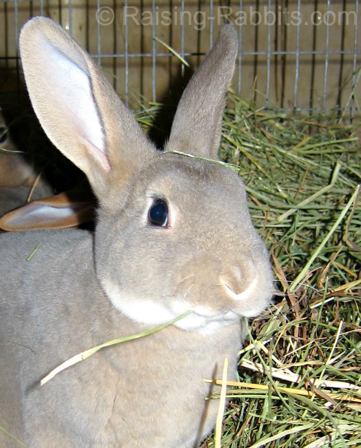 Rabbit eats timothy hay