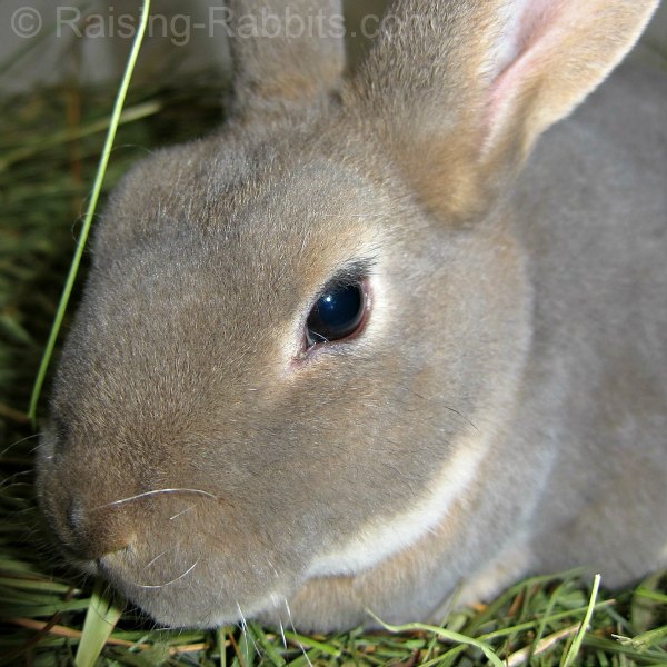 Rex rabbit eating hay