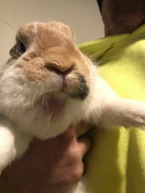 Pictured: Rabbit of unknown age with a facial abscess the size of a golf ball or baseball.