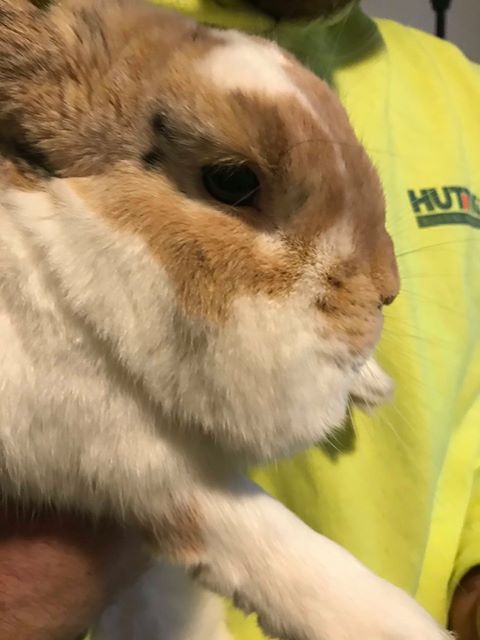 dwarf rabbits for sale perth