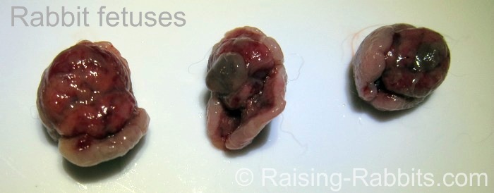 Fetus images. Rabbit fetus pictures Fetus images. Rabbit fetus pictures