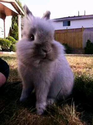 Charlie, my bunny boy :)