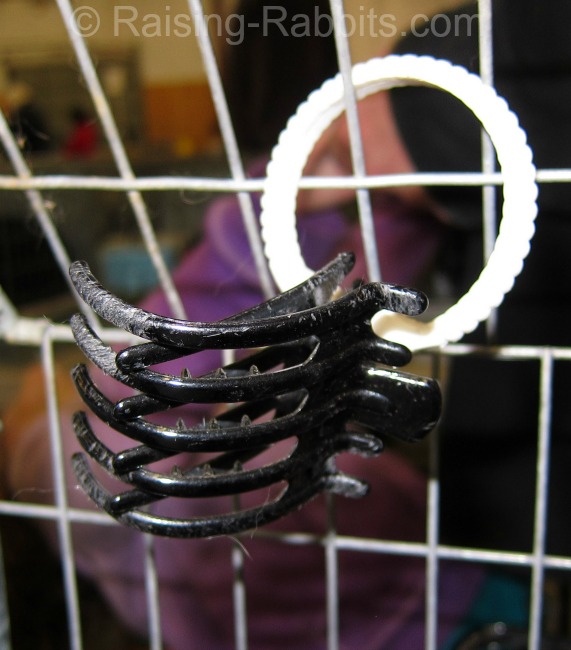 Place hay in the hair clip for the rabbit to nibble