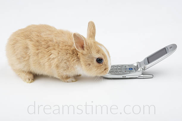 rabbit-with-cellphone rabbit-with-cellphone