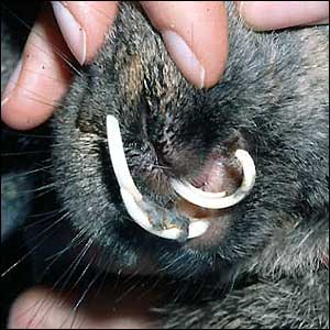 Rabbit Teeth Why And How Overgrown Teeth Can Happen In Rabbits