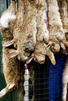 Rabbits for dinner hanging in the marketplace