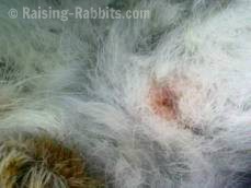 Rabbit Syphilis, or vent disease in rabbits