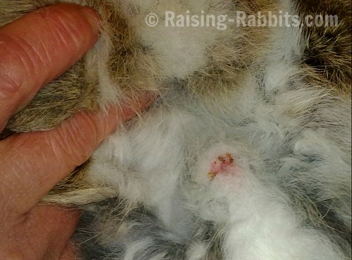 Rabbit vent after just 7 days of treatment for rabbit syphilis