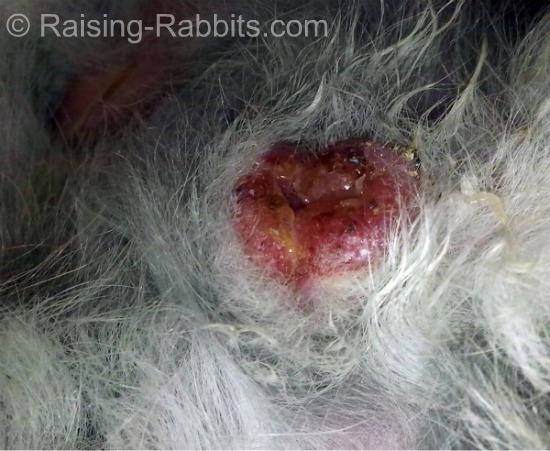 Rabbit syphilis in rabbit doe