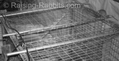 Rats don't belong in rabbit cages! This one is squeezing into a 1