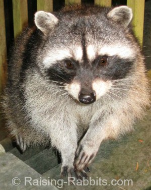 Rabbit Farming - the raccoon is a formidable predator of rabbits 