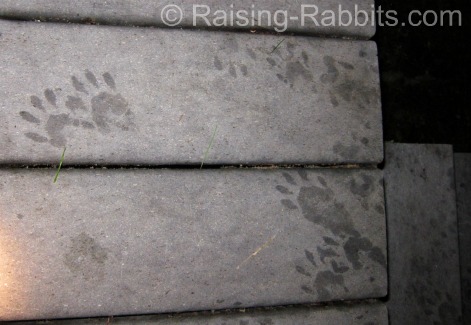 Damp raccoon footprints outside a house.