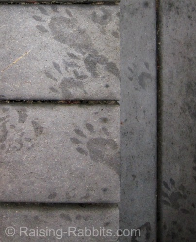 Raccoon prints on Trex Deck at night