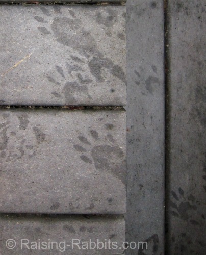 Raccoon prints on Trex Deck at night