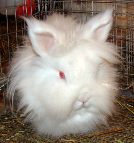 White Lionhead Rabbit