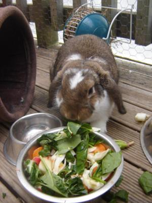 Robbie Rabbit 'free-ranging' on the deck