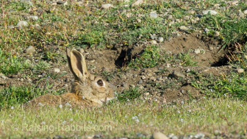 Rabbit Rhythms June 2018