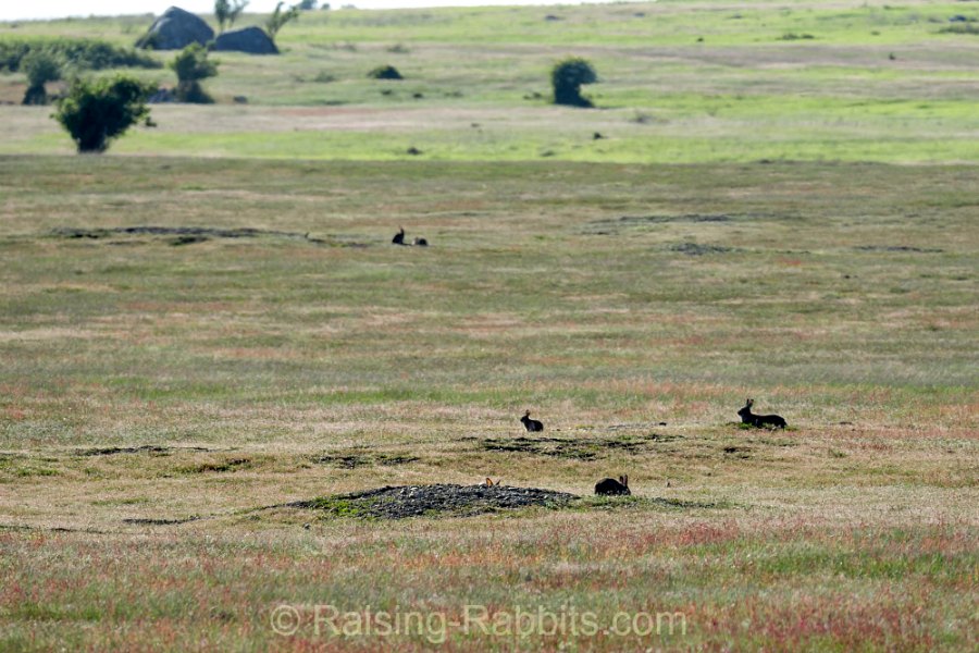 Wild Rabbit Species around the Globe