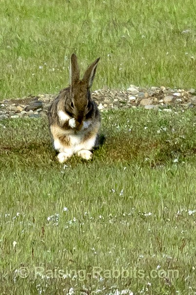 Feral rabbit grooms itself in a field of burrows on San Juan Island WA Feral rabbit grooms itself in a field of burrows on San Juan Island WA