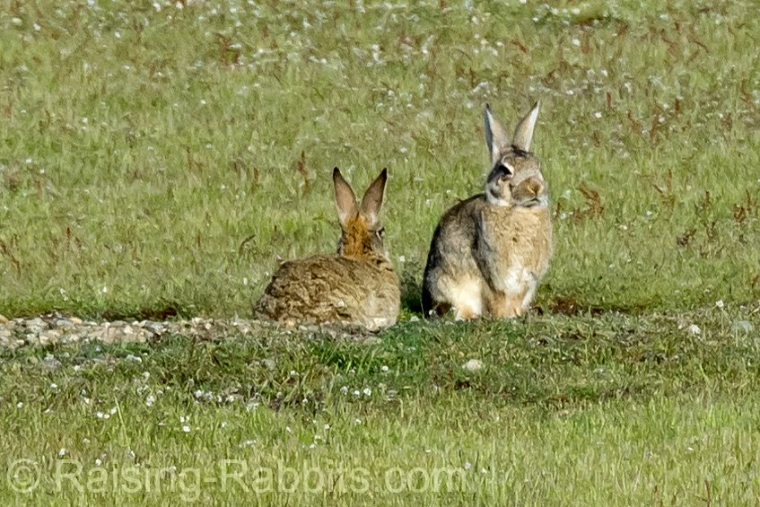 San Juan Rabbits - feral European rabbits. San Juan Rabbits - feral European rabbits.