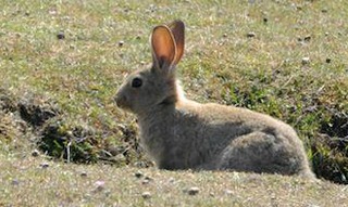 The San Juan Rabbit is the offspring of the original European Wild Rabbit The San Juan Rabbit is the offspring of the original European Wild Rabbit
