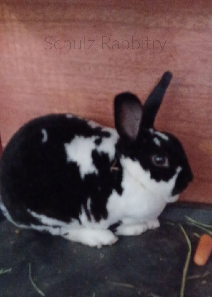 Rabbits for Sale in Kansas KS. Breeders of Rabbits in Kansas