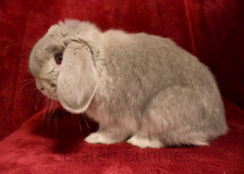 Setareh Bunnies Holland Lop