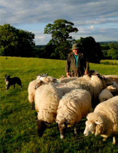 symbiotic relationships between English shepherd with dog and sheep