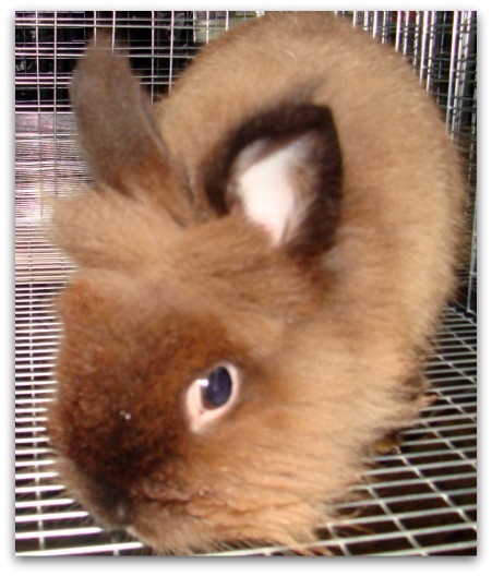Siamese Sable Lionhead Rabbit