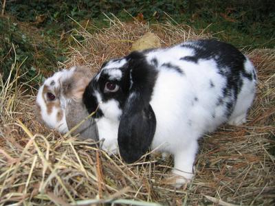 These are the 2 who are most likely pregnant now