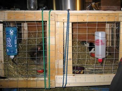 Their indoor housing, buck on the left & does on the right (wooden divider in between)