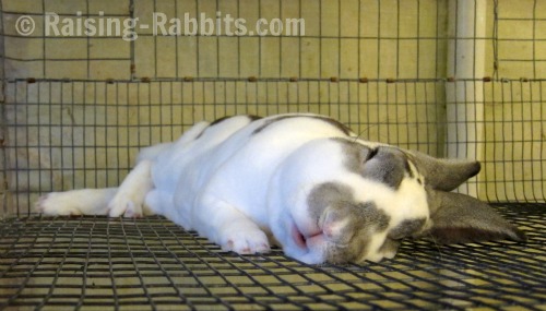 Rabbit sound asleep in a wire mesh cage