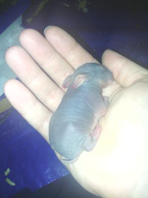 Snow's baby ... she refused it