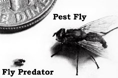 Spalding's Fly Predators compared to a regular housefly
