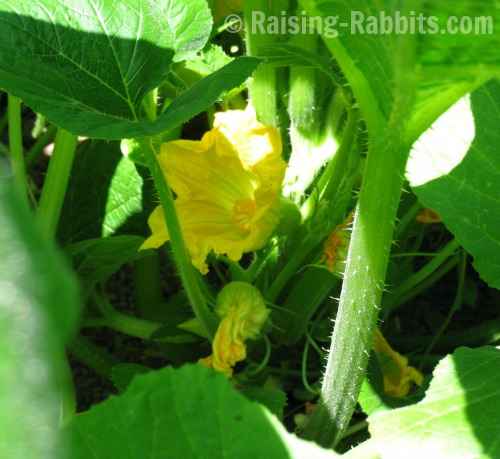crookneck squash growing in rabbit manure