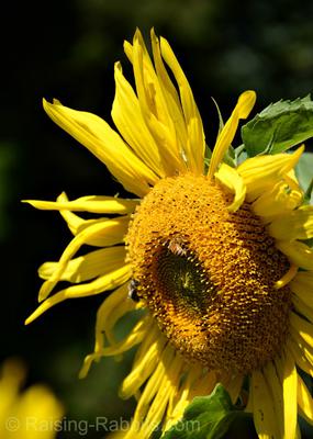 Black Oil Sunflower Bloom in August
