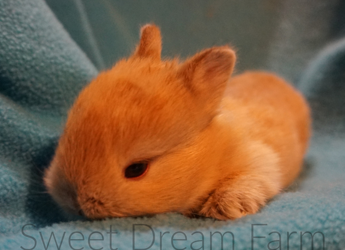 Rabbits for Sale in NJ New Jersey Rabbit Breeders Rabbits for Sale