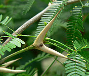 Bull's Horn Acacia Tree lives in mutual symbiosis with the acacia tree ant Bull's Horn Acacia Tree lives in mutual symbiosis with the acacia tree ant